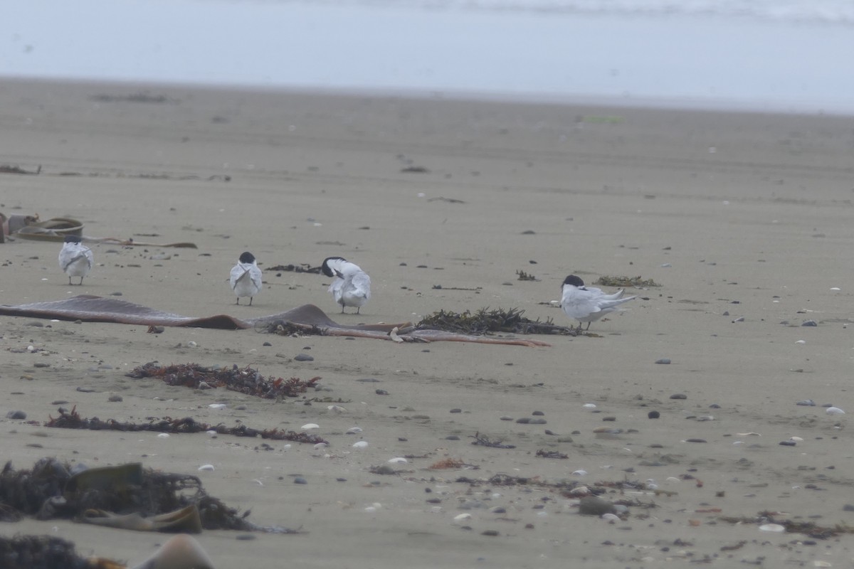 White-fronted Tern - ML82413691