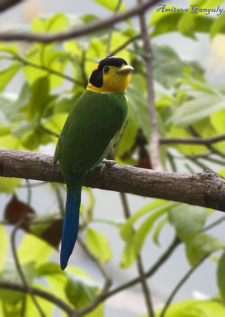 Long-tailed Broadbill - Amitava Ganguly