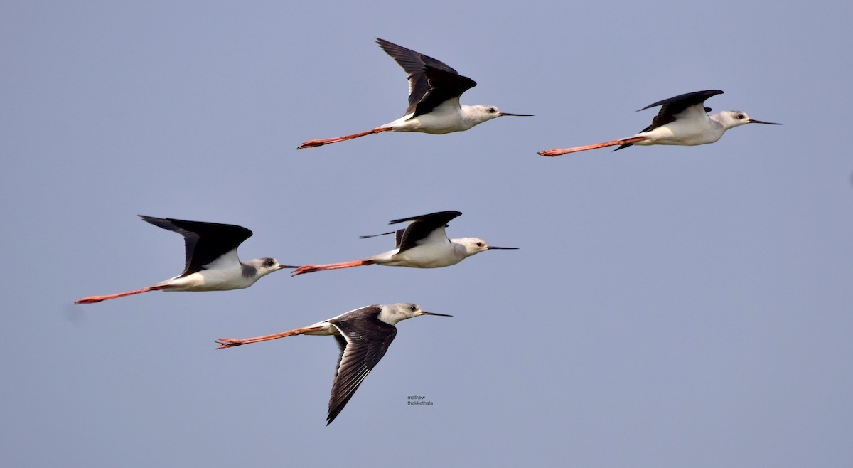 Black-winged Stilt - mathew thekkethala
