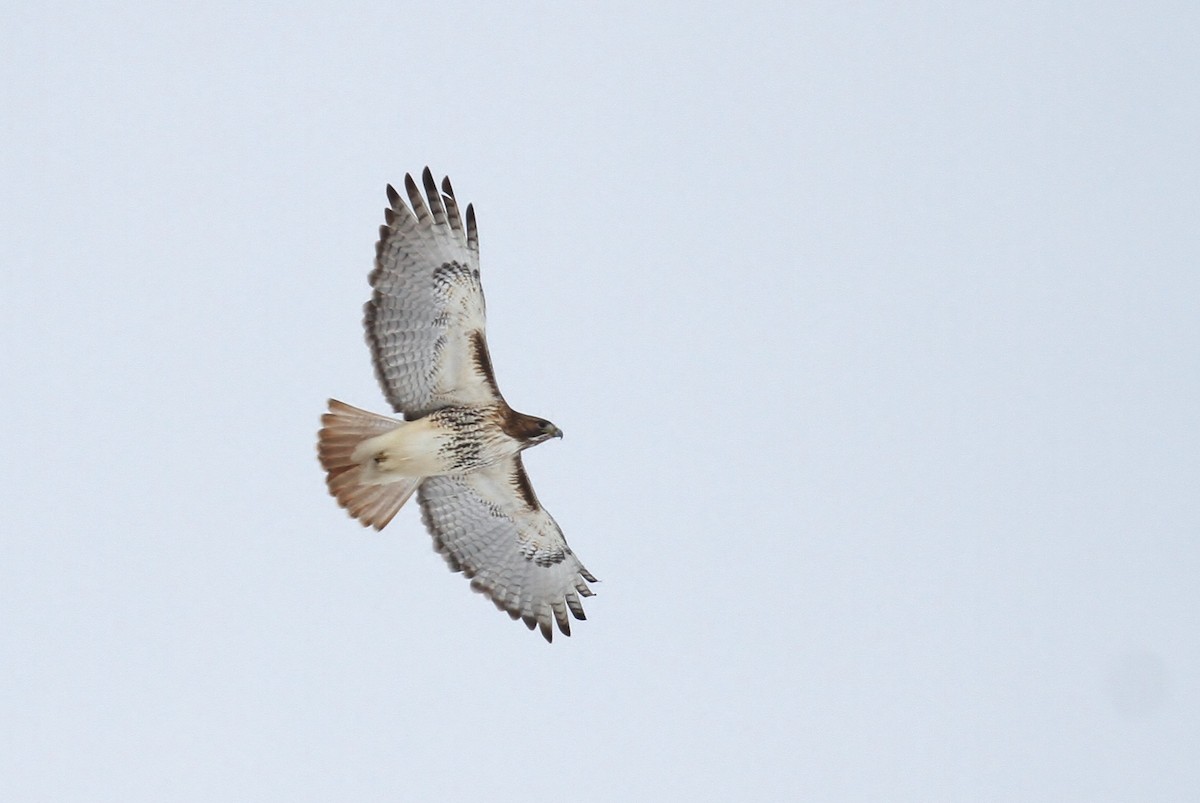 Red-tailed Hawk (borealis) - ML82418981