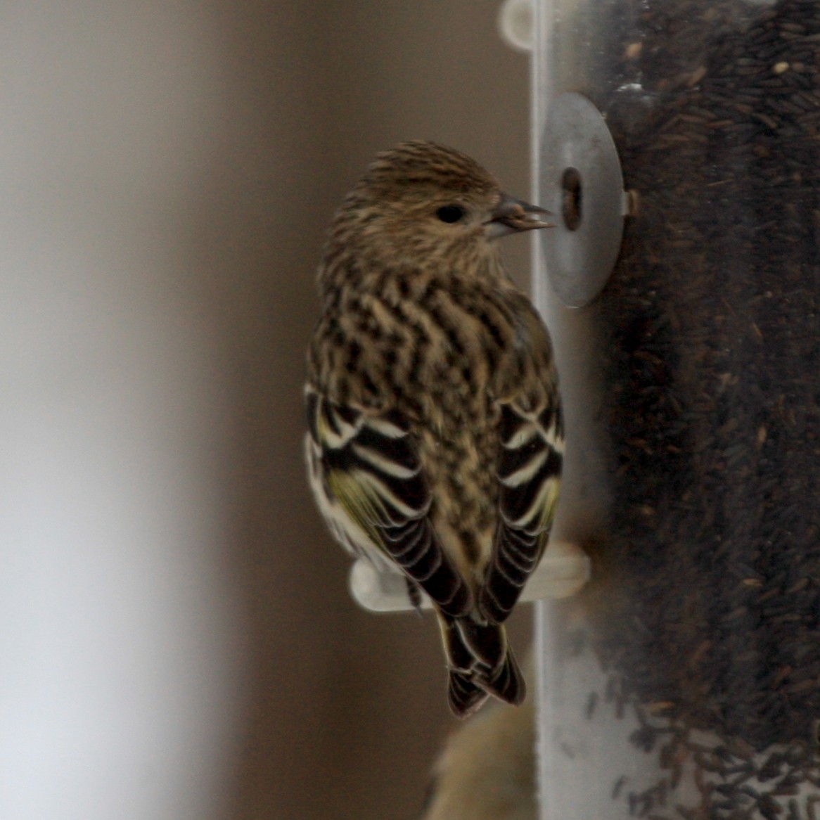 Pine Siskin - Mark Plessner