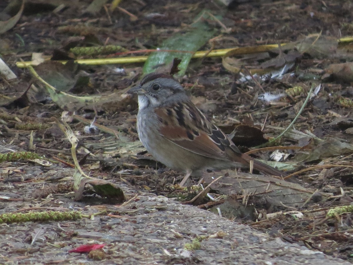 Swamp Sparrow - ML82420061