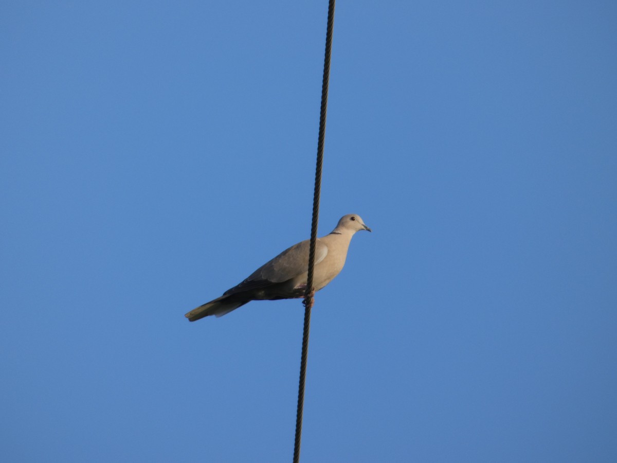 Eurasian Collared-Dove - ML82420091
