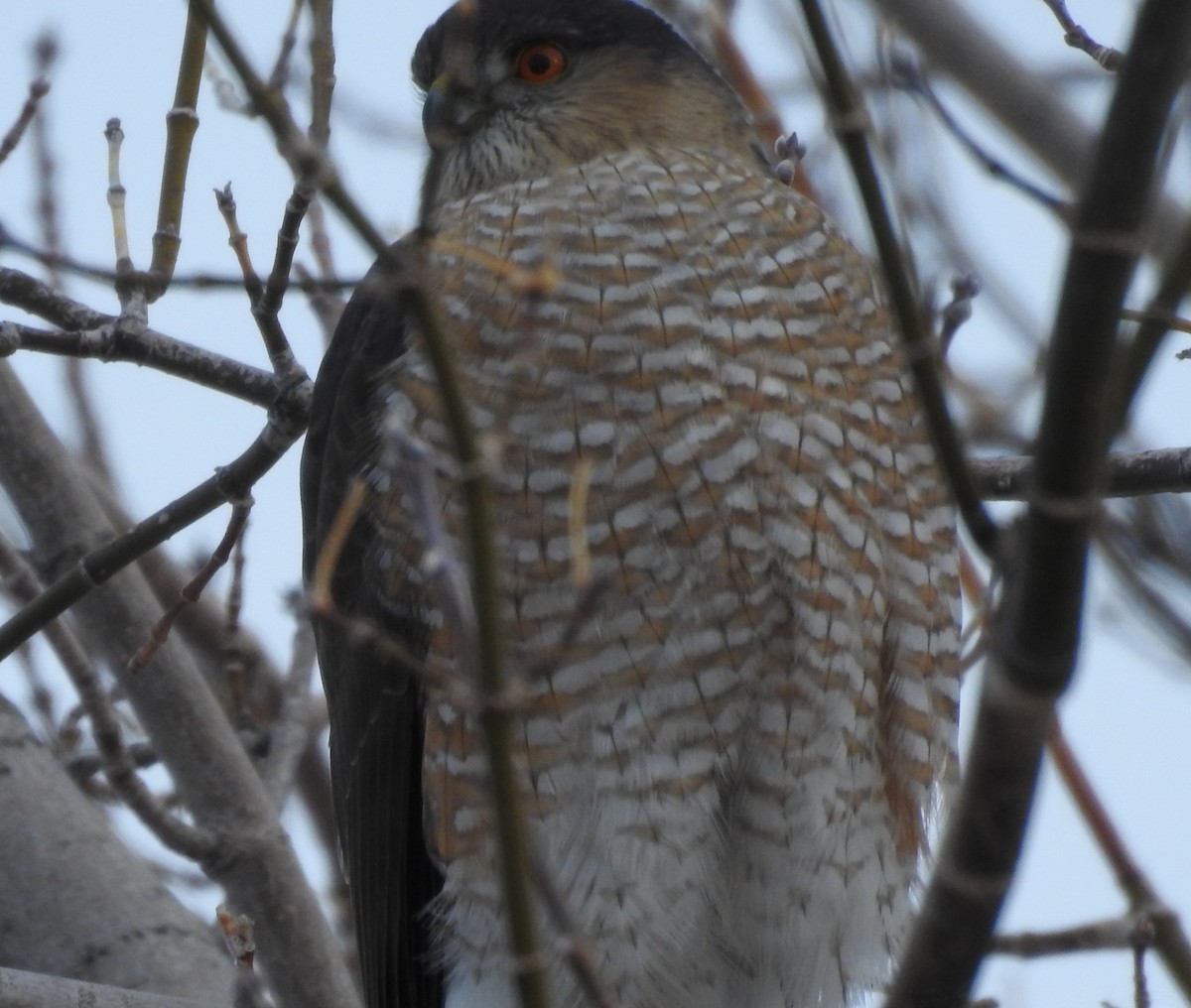 Sharp-shinned Hawk - Shane Sater