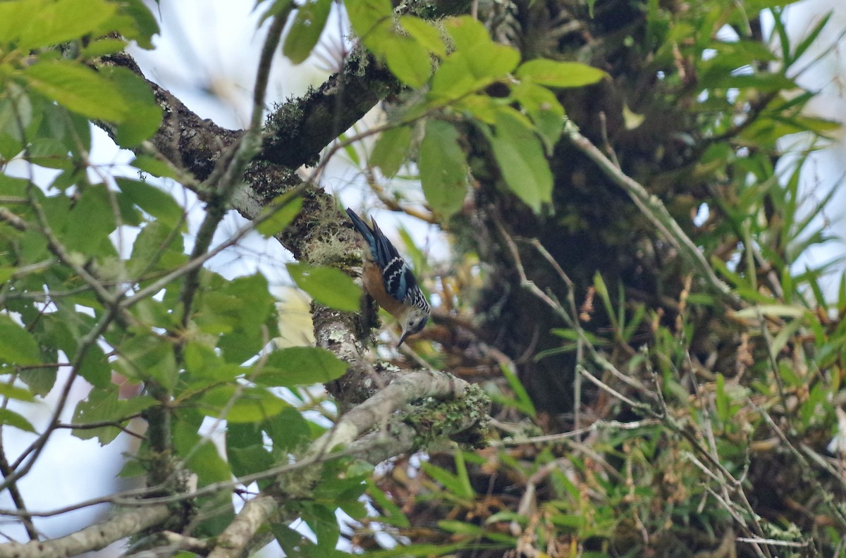 Beautiful Nuthatch - Thibaud Aronson