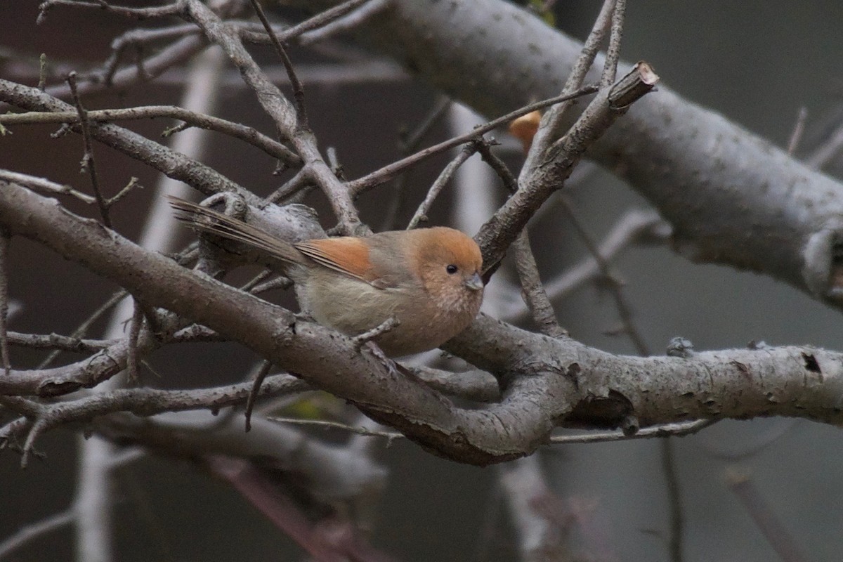 Vinous-throated Parrotbill - ML82422691