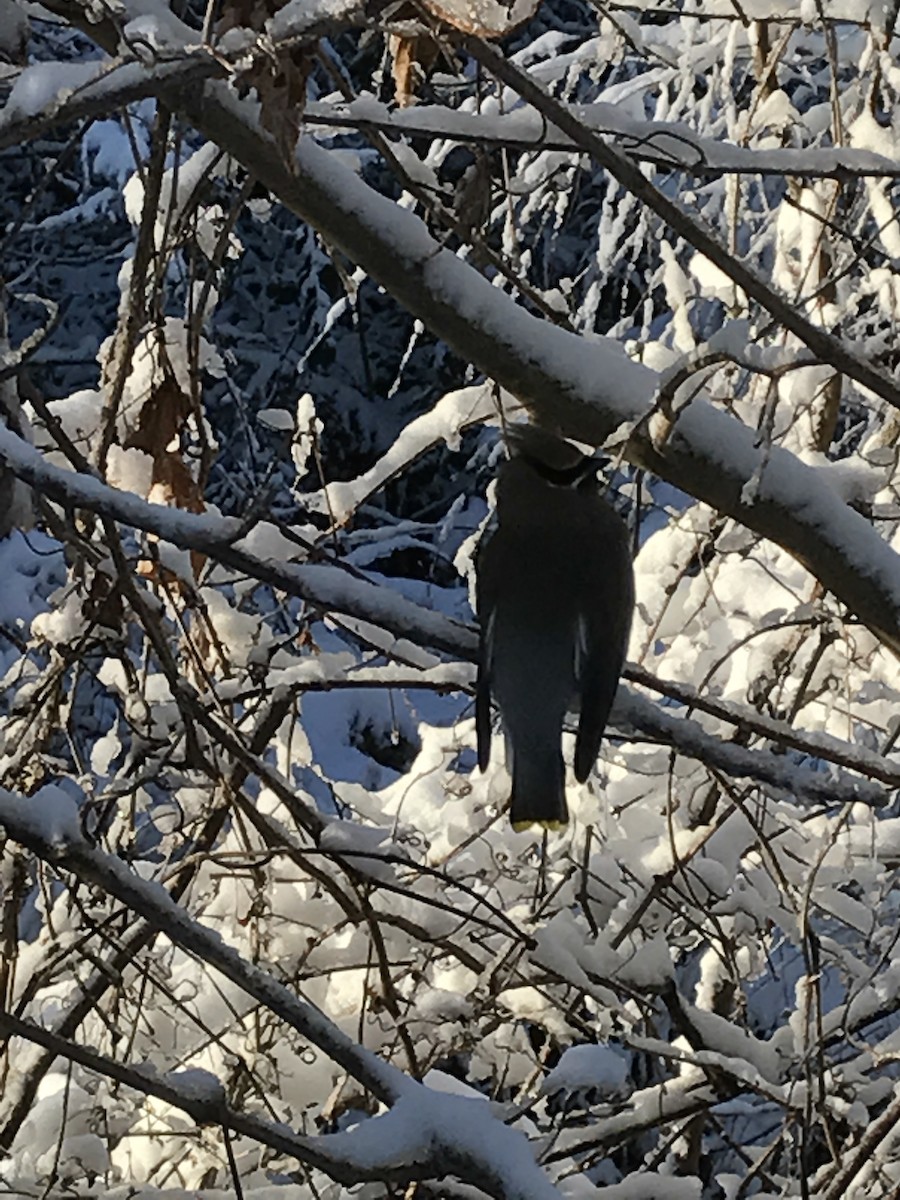 Cedar Waxwing - ML82422911