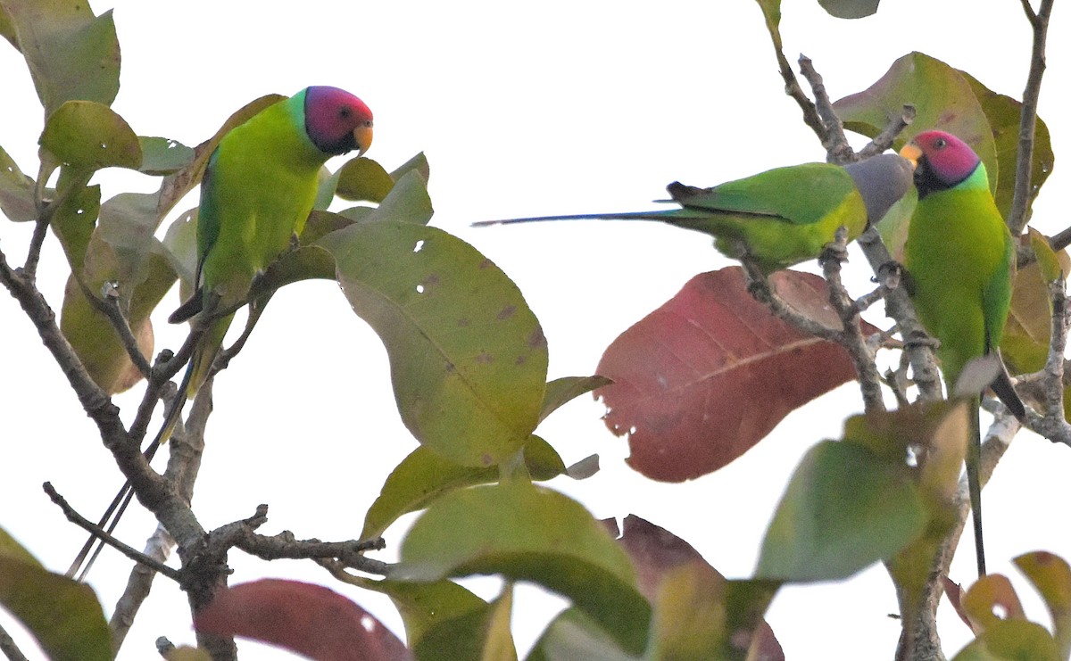 Plum-headed Parakeet - ML82424181