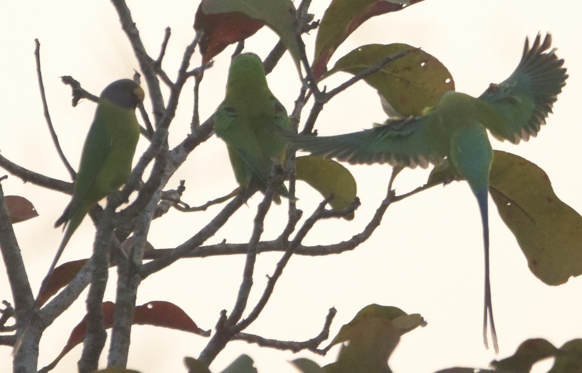 Plum-headed Parakeet - ML82424221