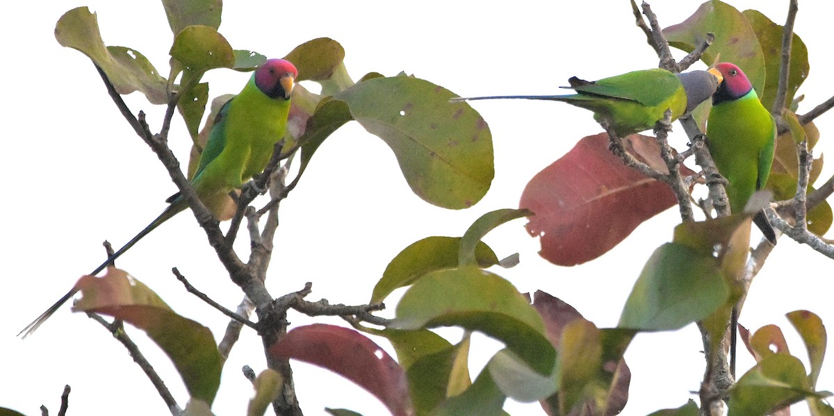 Plum-headed Parakeet - ML82424231