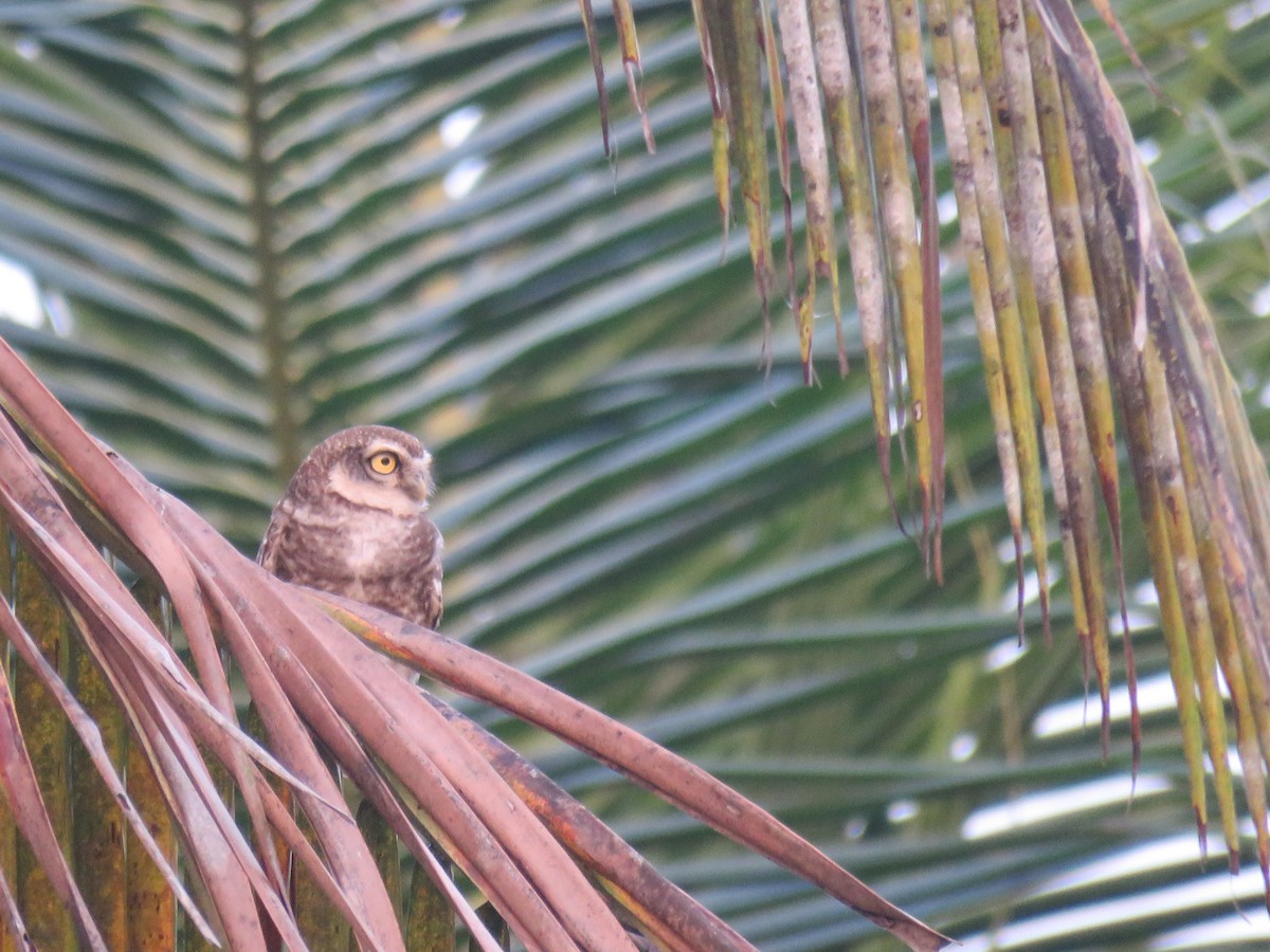 Spotted Owlet - bijumon ke