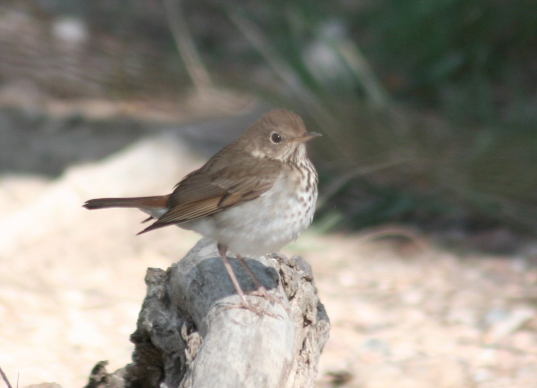 Hermit Thrush - ML82426711