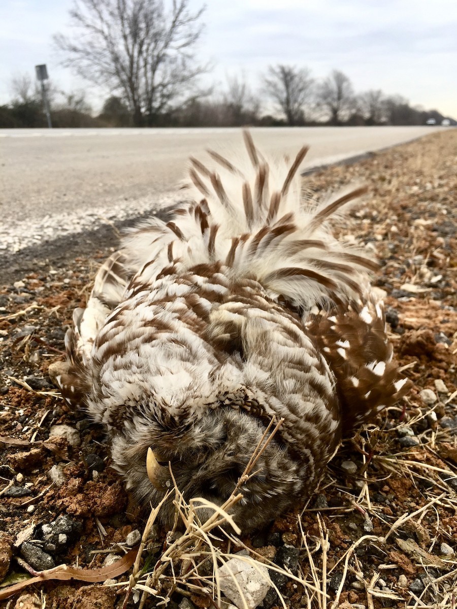 Barred Owl - ML82426891