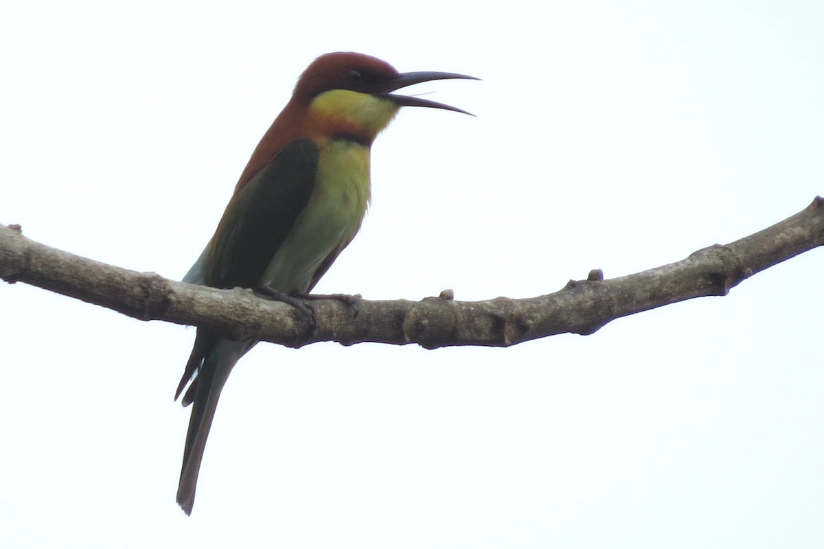 Chestnut-headed Bee-eater - ML82427051