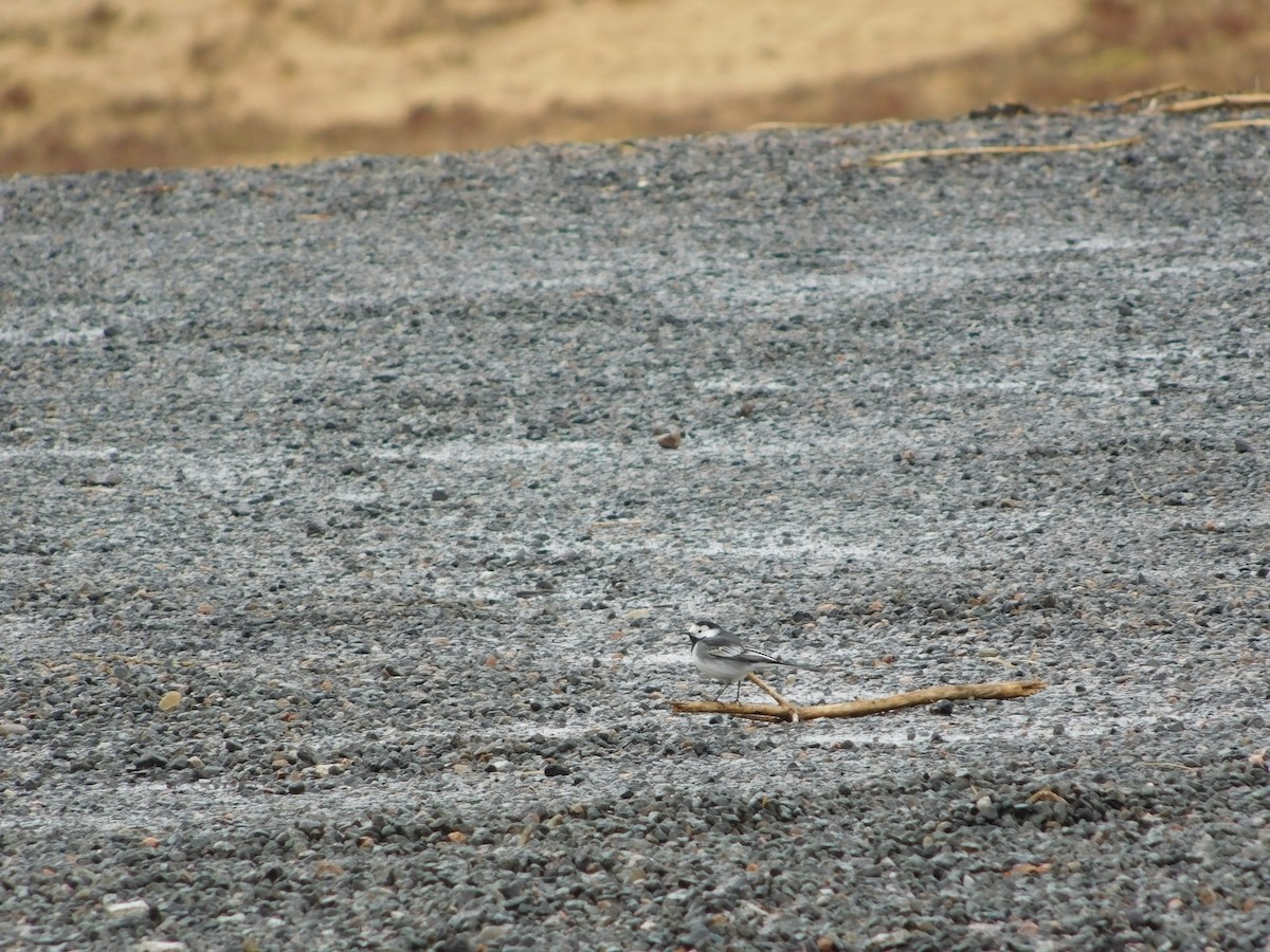 White Wagtail - ML82427131