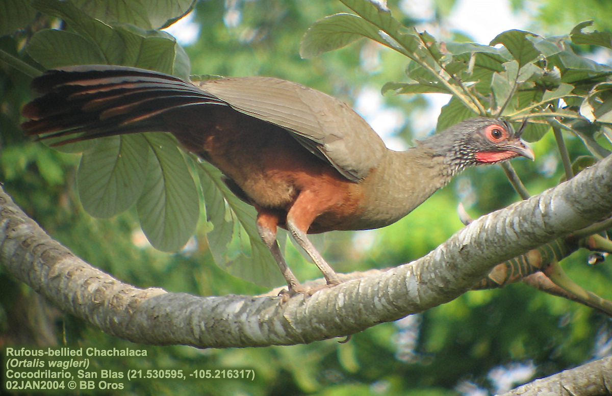 Rufous-bellied Chachalaca - ML82427391