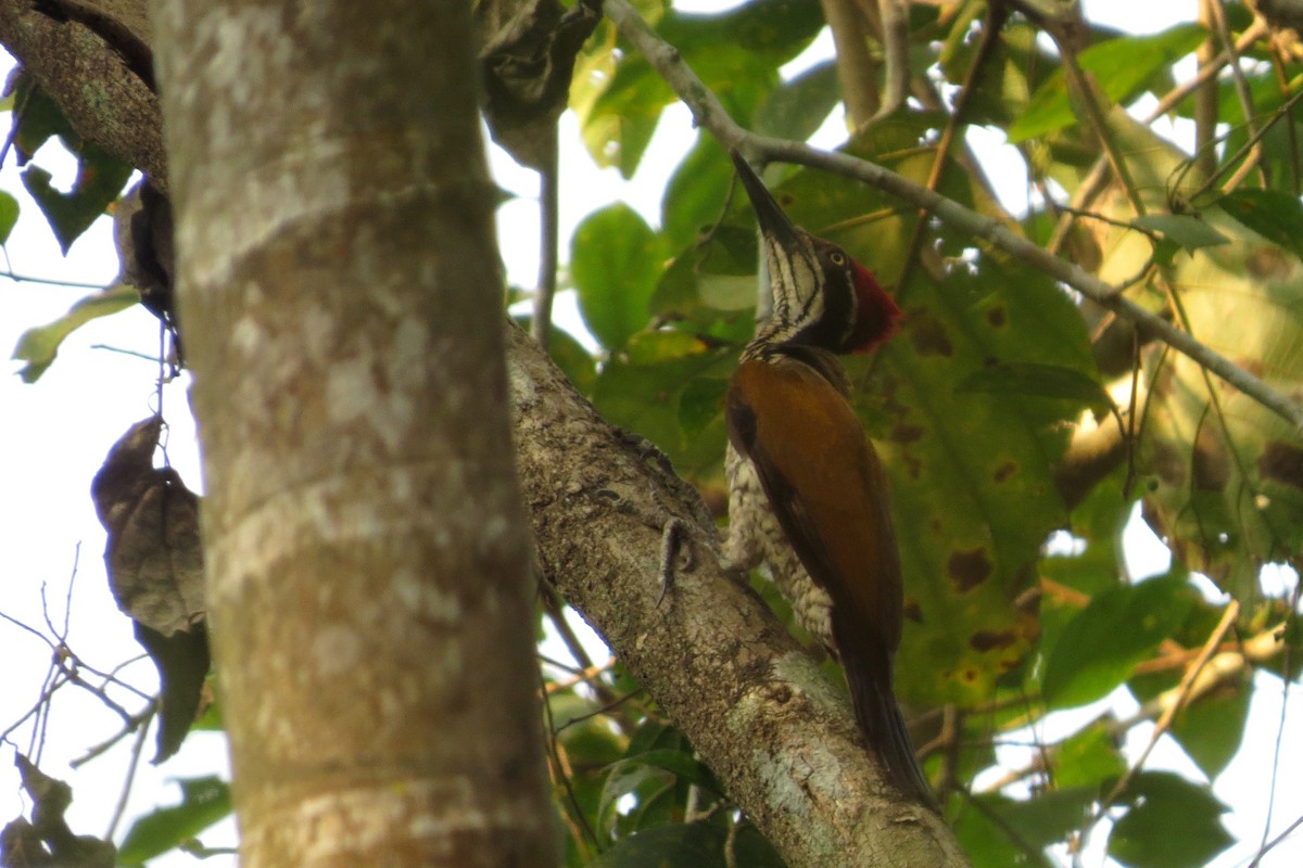 Malabar Flameback - ML82428201