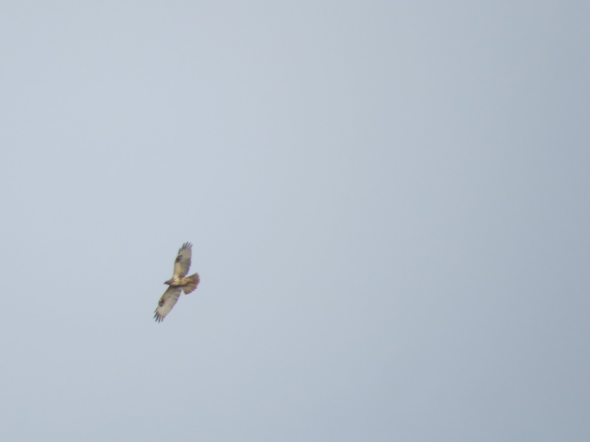 Himalayan Buzzard - ML82429071