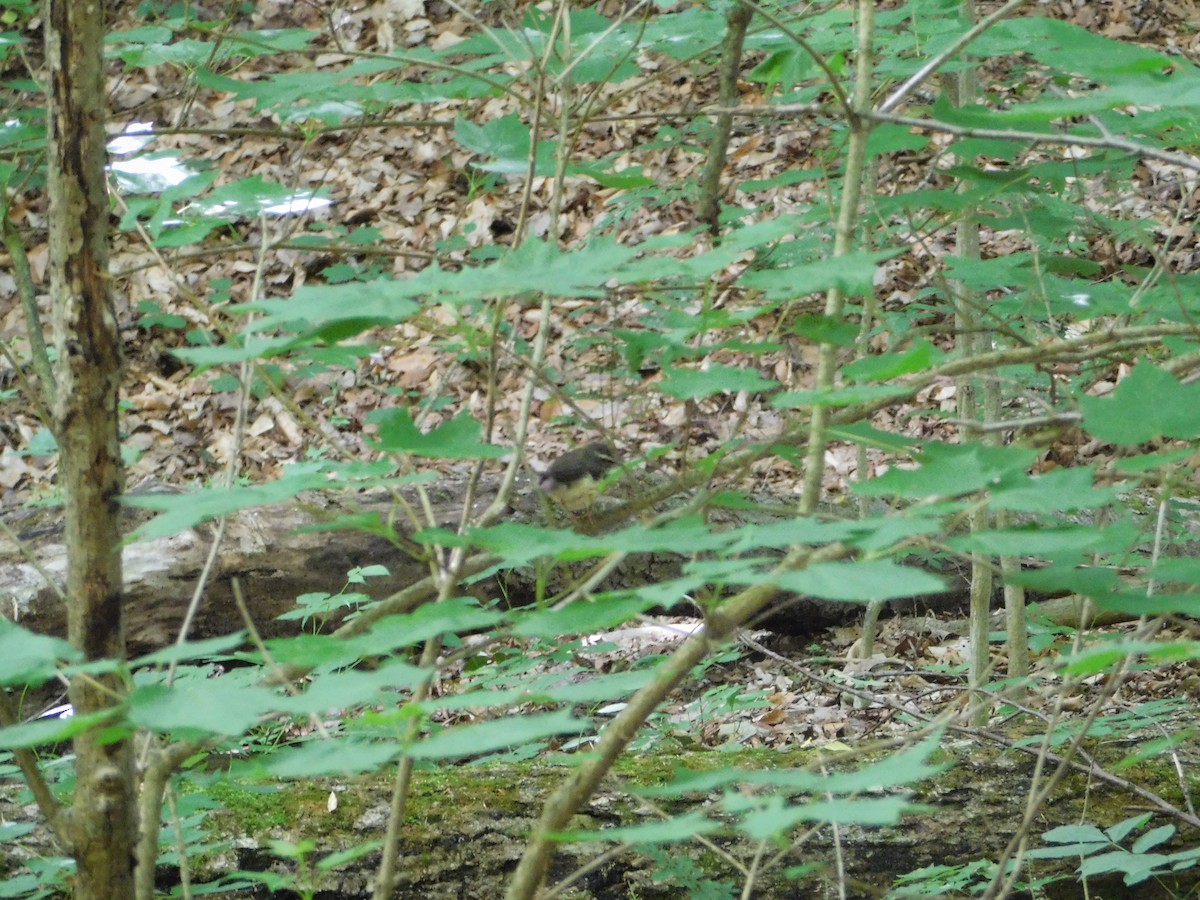 Louisiana Waterthrush - ML82429471