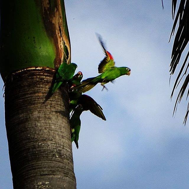 Crimson-fronted Parakeet - Beny Wilson