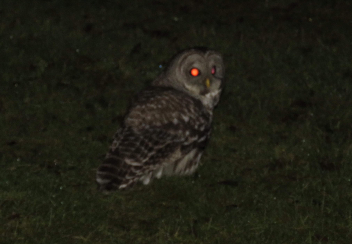 Barred Owl - ML82430211