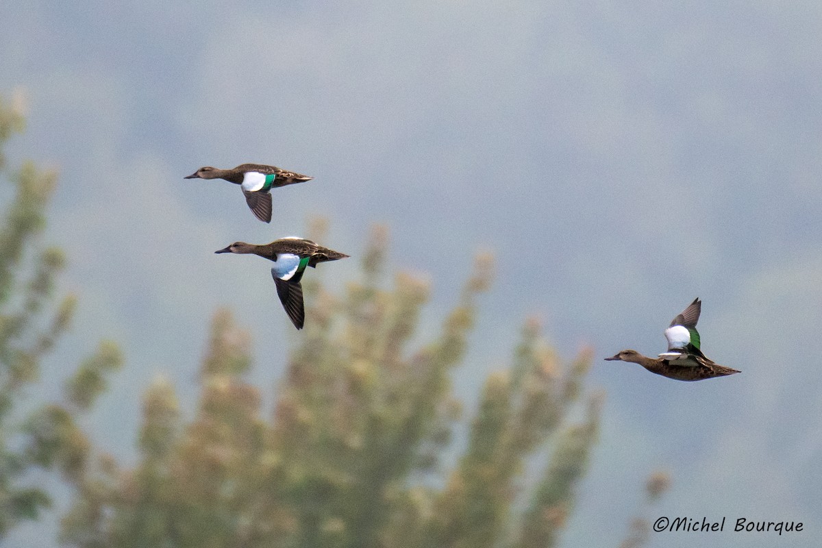 Blue-winged Teal - ML82430371