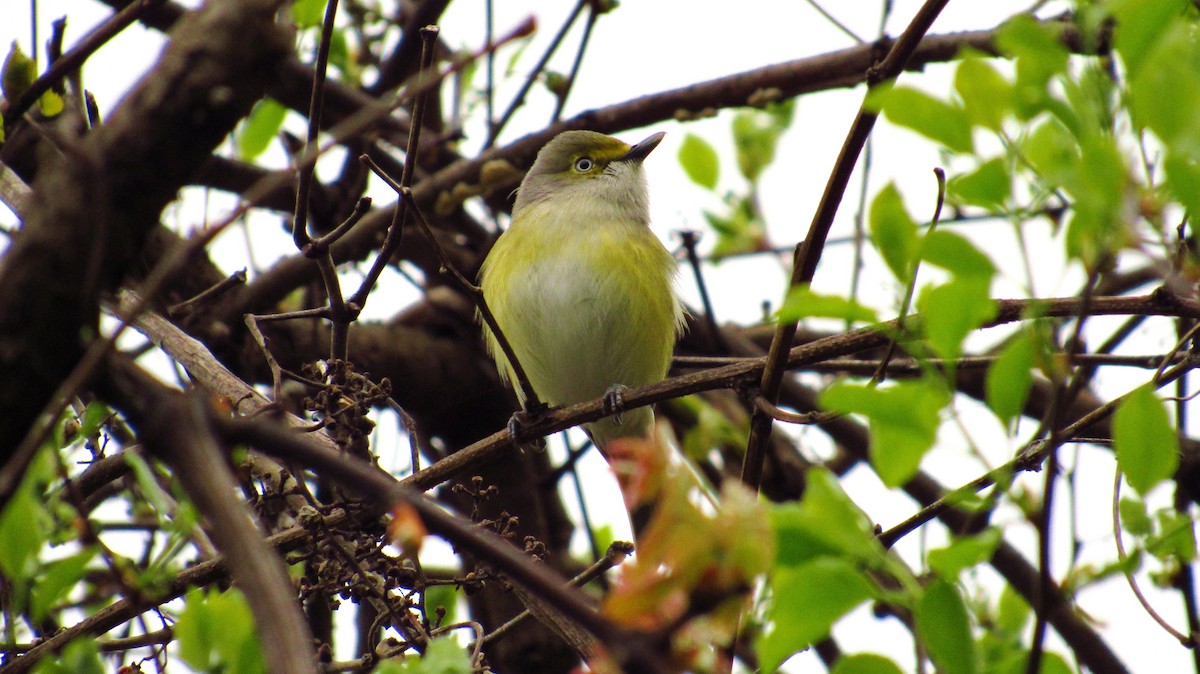 White-eyed Vireo - Eric Walther