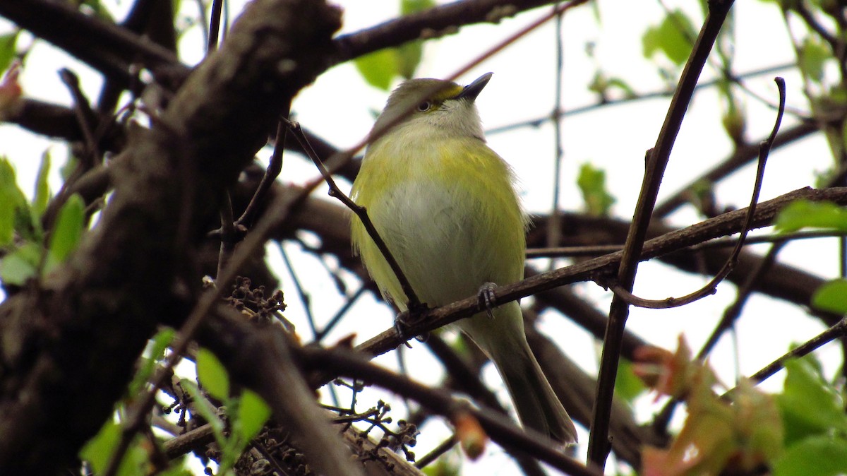 Ak Gözlü Vireo - ML82430511