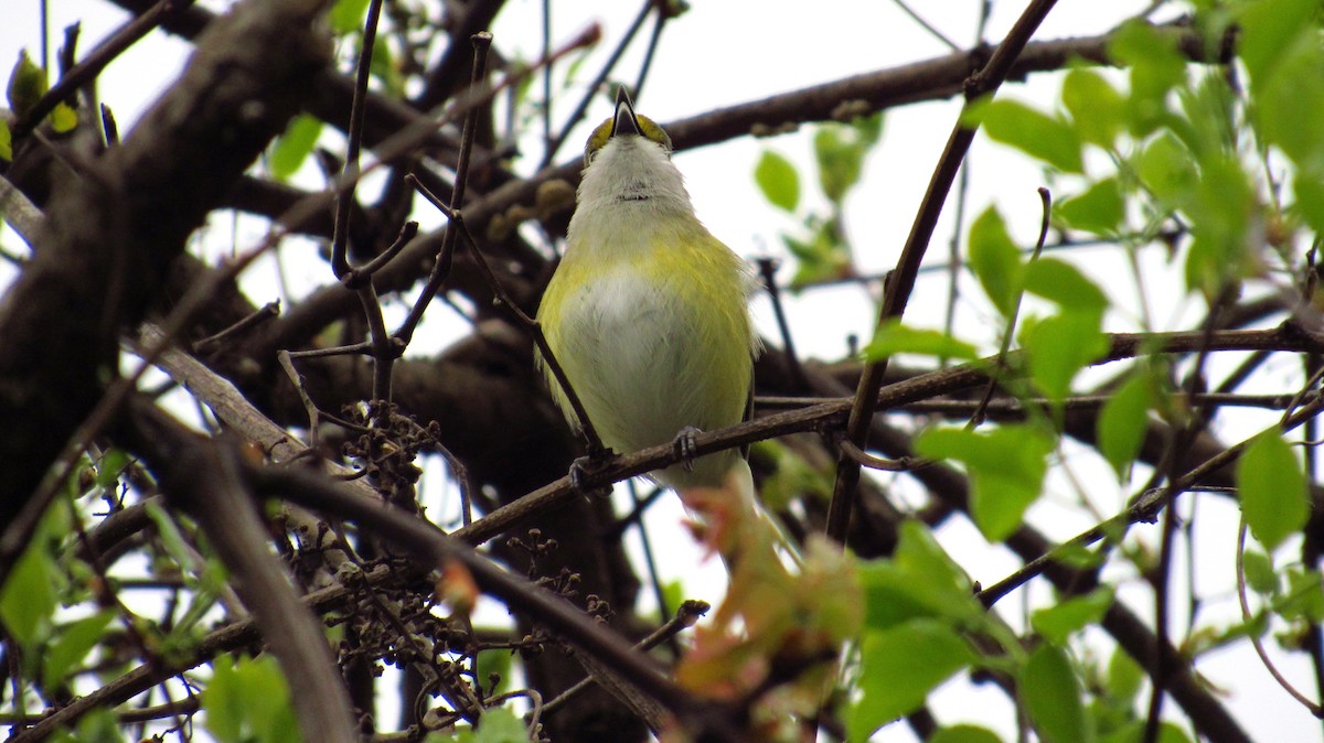 White-eyed Vireo - Eric Walther
