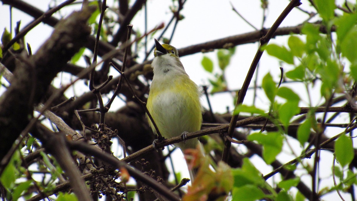 Ak Gözlü Vireo - ML82430531