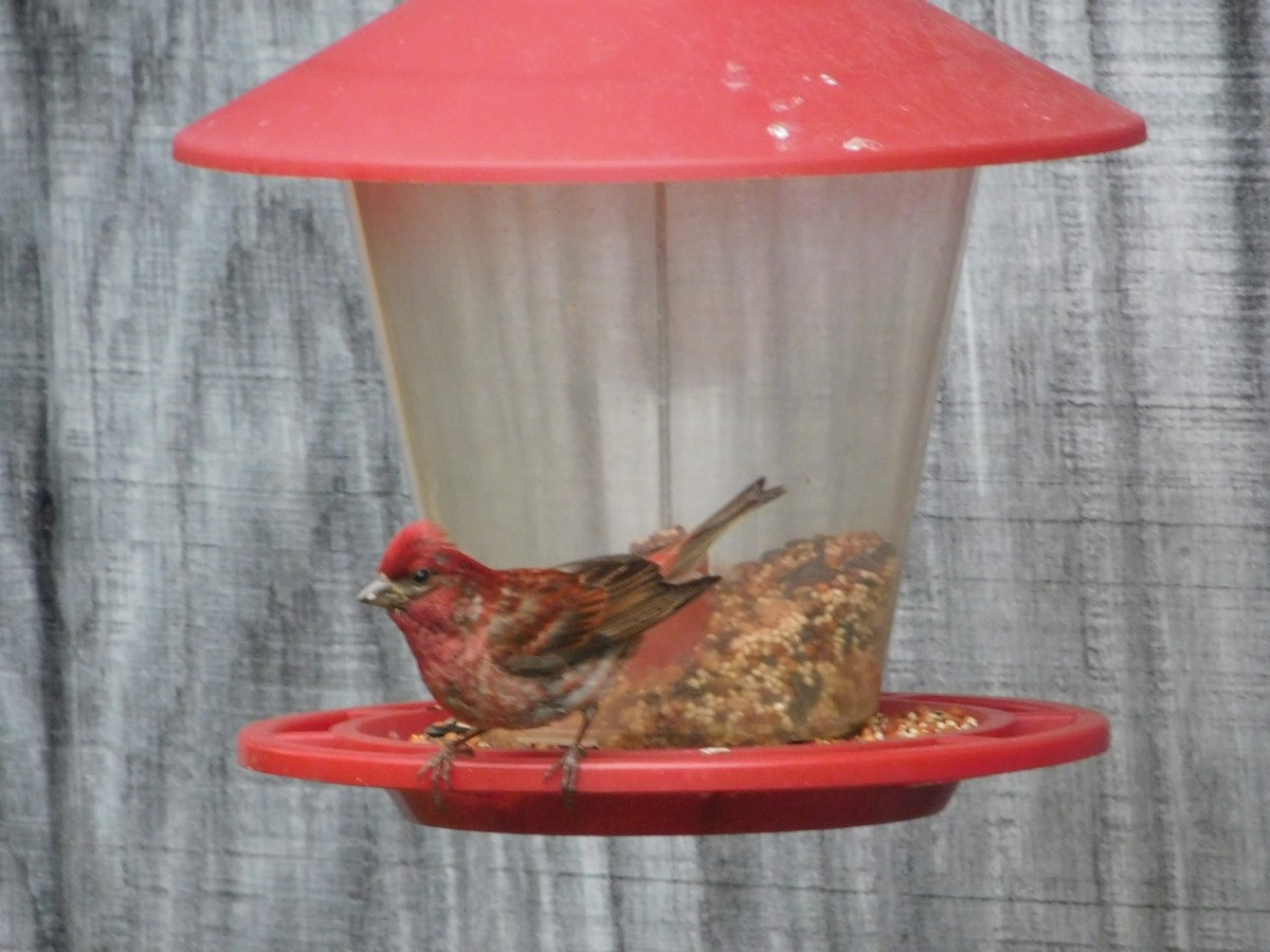 Purple Finch - Lily Morrell