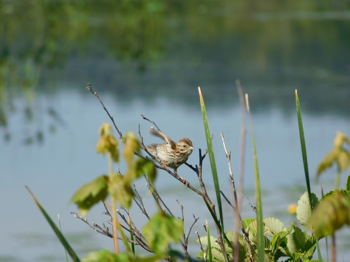 Song Sparrow - Lily Morrell