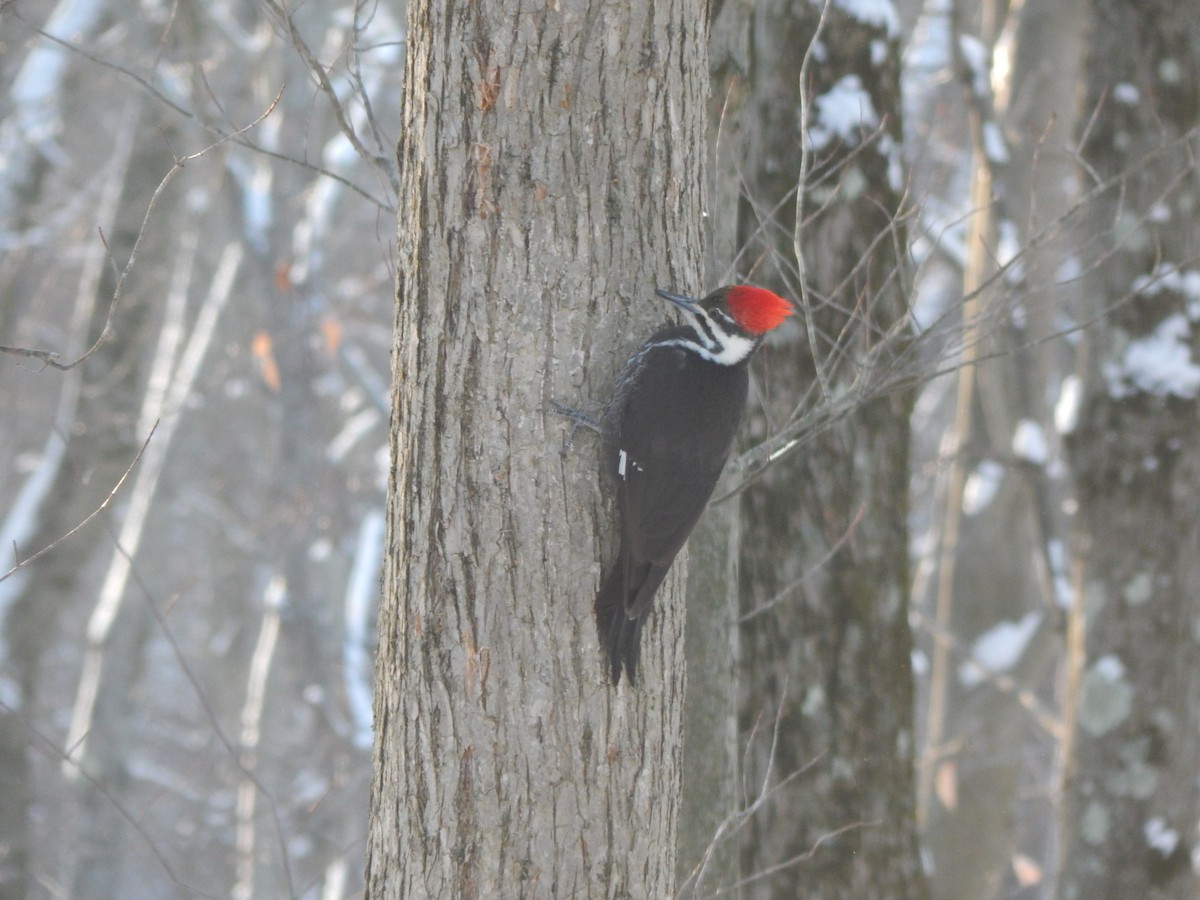 Pileated Woodpecker - Beth Karapandzich