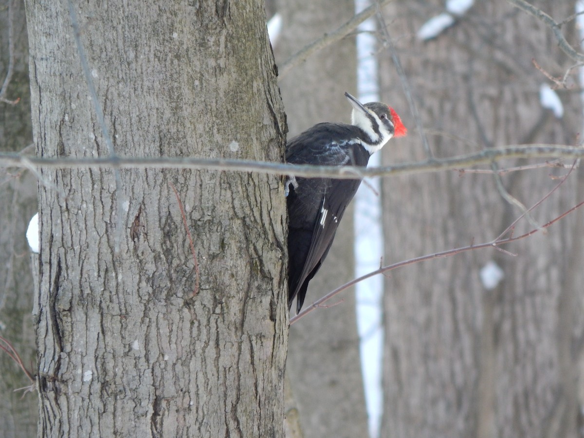 エボシクマゲラ - ML82431251