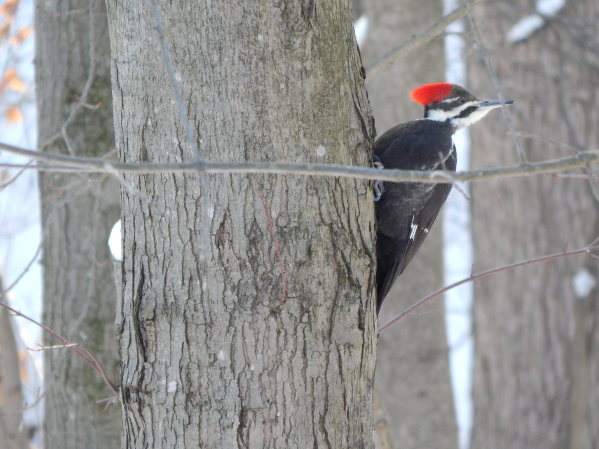 Pileated Woodpecker - ML82431281