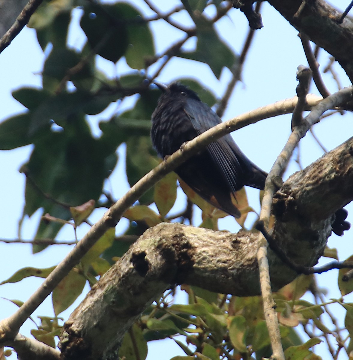 Fork-tailed Drongo-Cuckoo - Sujeesh P