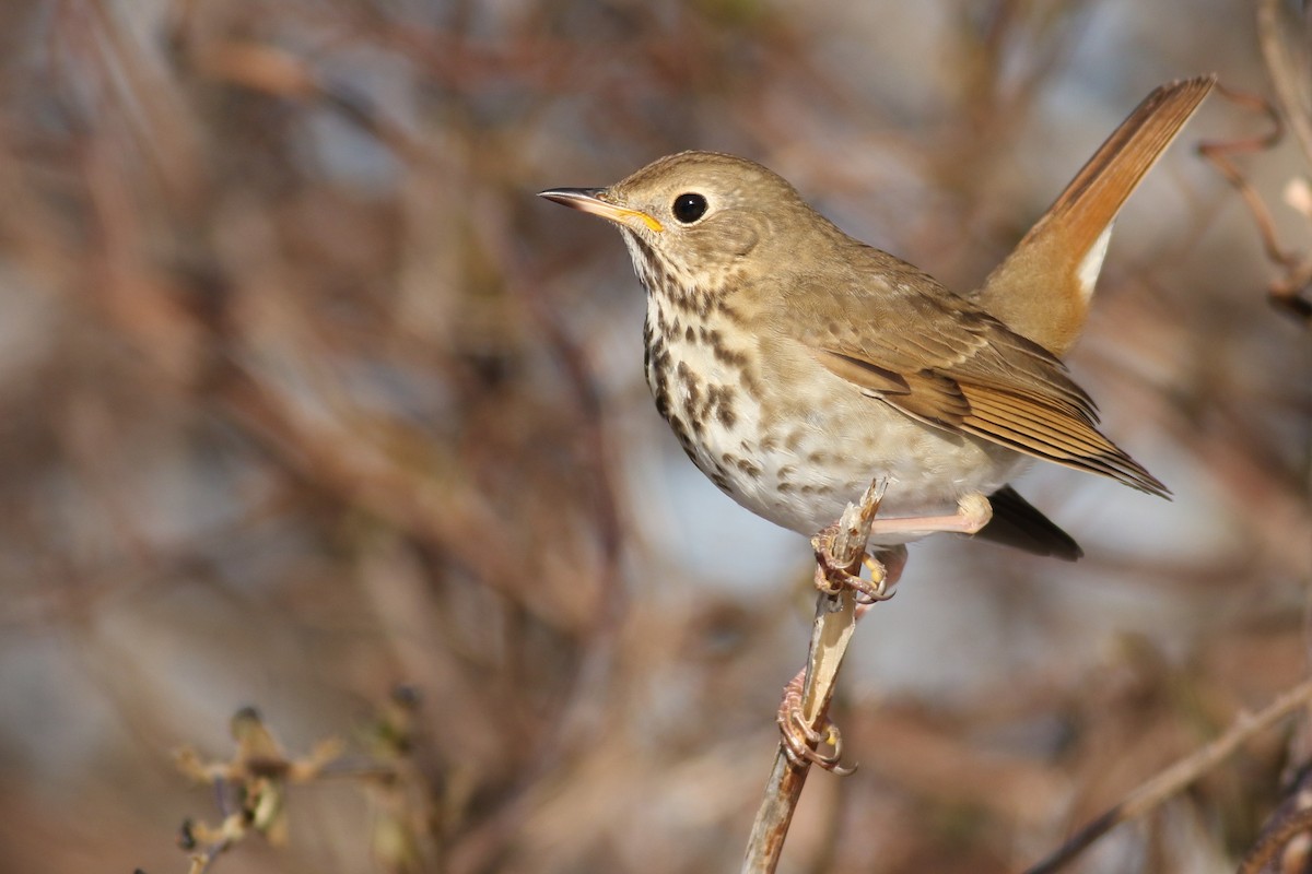 Hermit Thrush - ML82435721