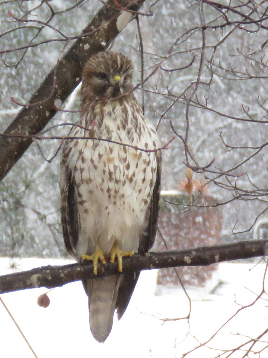 Red-shouldered Hawk - ML82436181