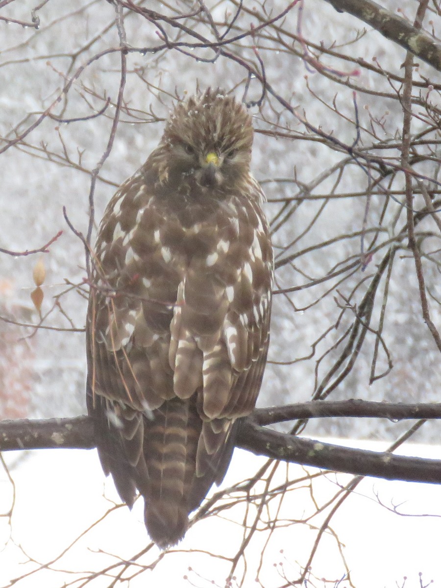 Red-shouldered Hawk - ML82436191