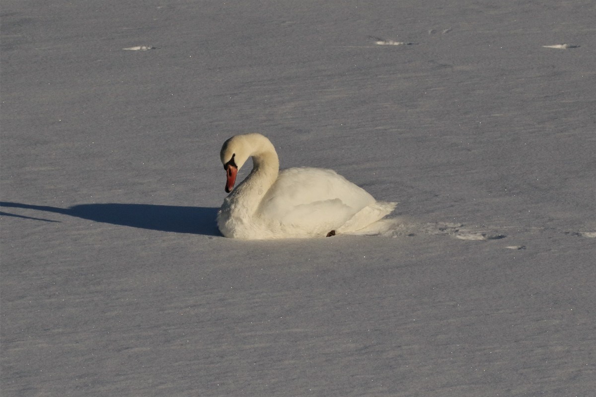 Mute Swan - ML82436971