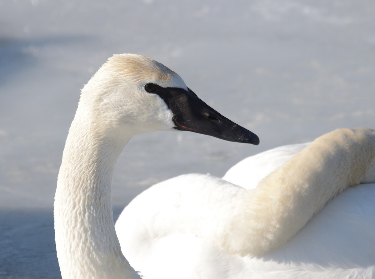 Trumpeter Swan - ML82437051