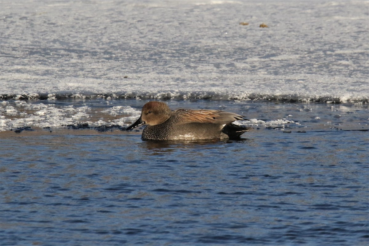 Gadwall - John Skene