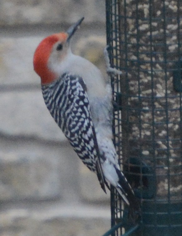 Red-bellied Woodpecker - ML82437501
