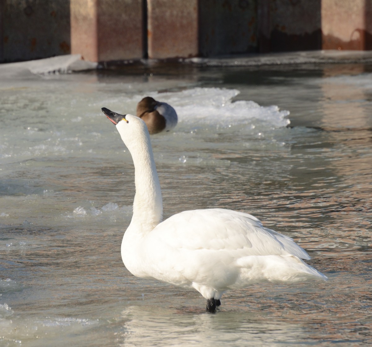 Tundra Swan - ML82438221