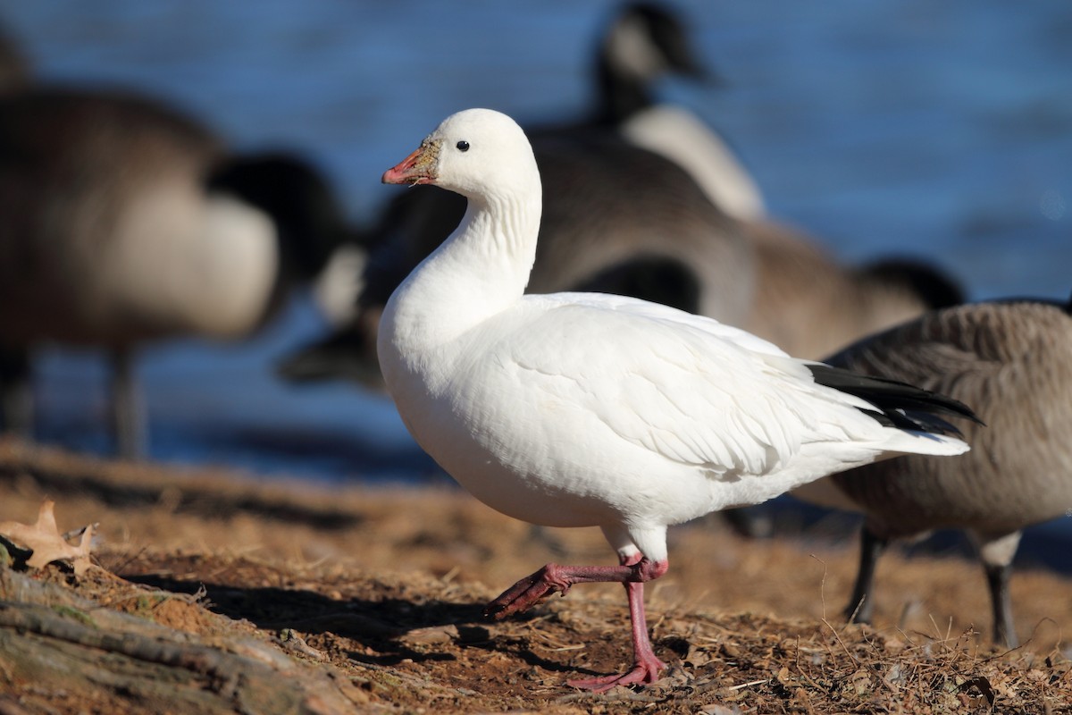 Ross's Goose - ML82446741