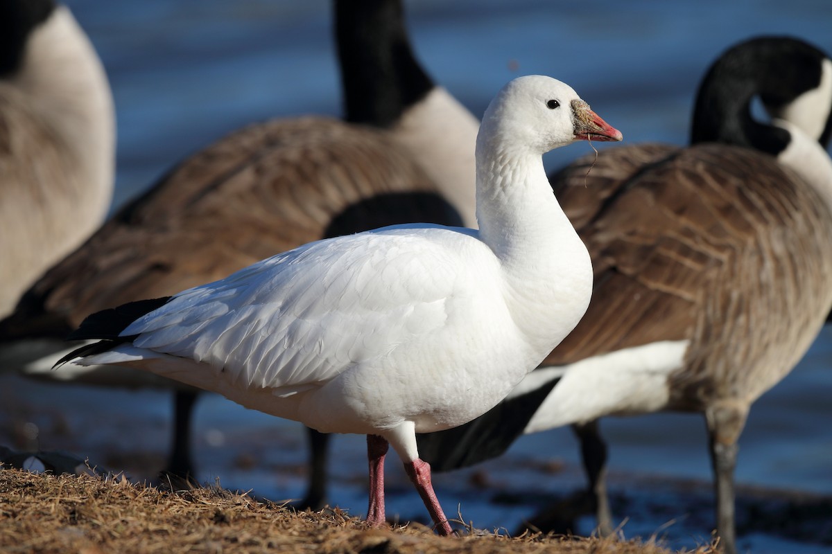 Ross's Goose - Andy Wilson