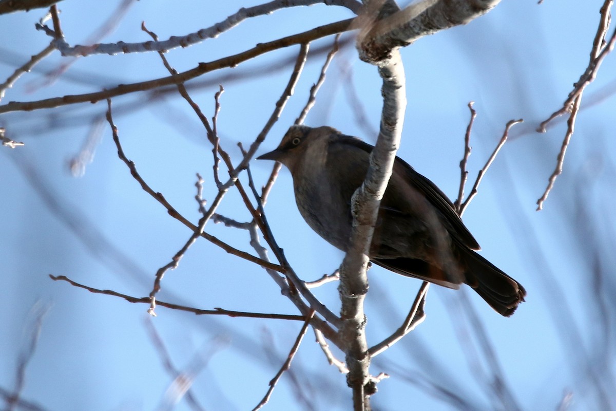 Rusty Blackbird - ML82446811