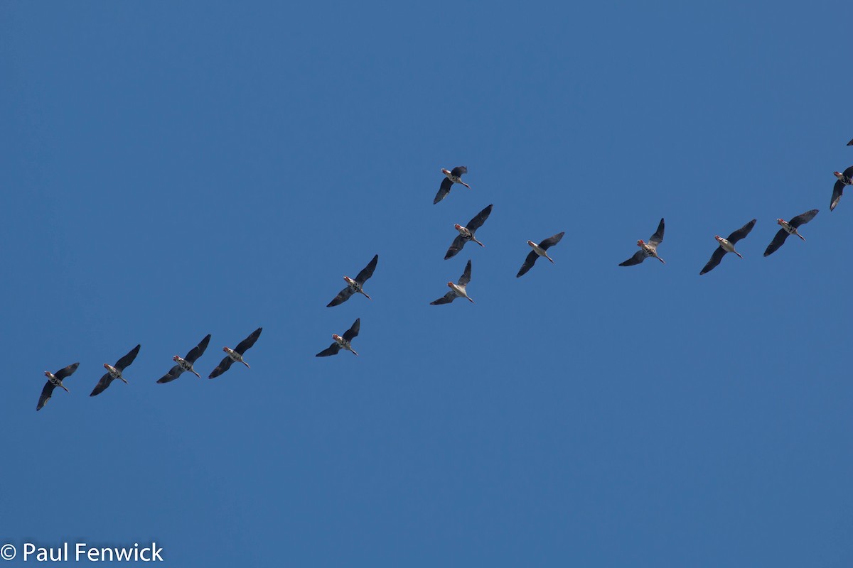 Greater White-fronted Goose (Western) - Paul Fenwick