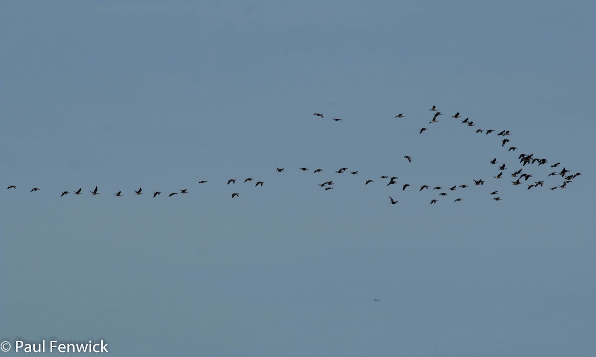 Cackling Goose (Aleutian) - ML82447361