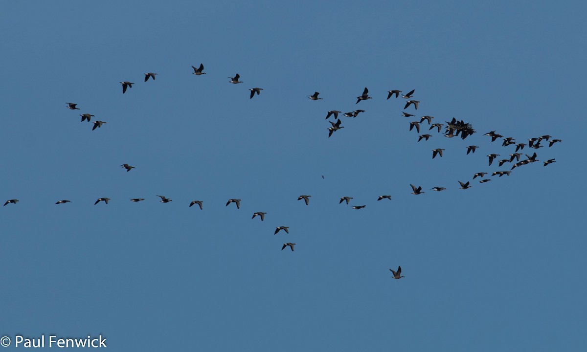 Greater White-fronted Goose (Western) - ML82447661